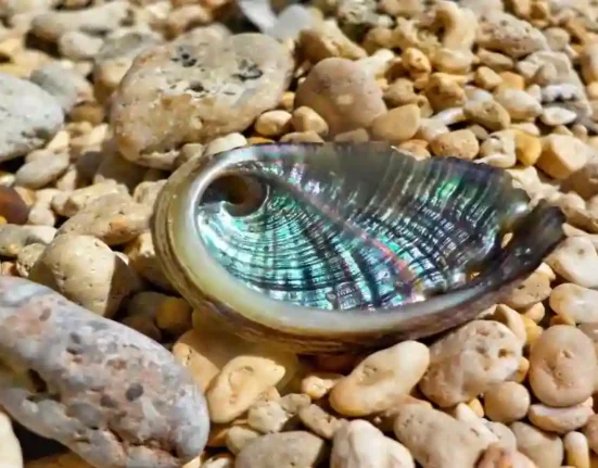 Abalone Shell