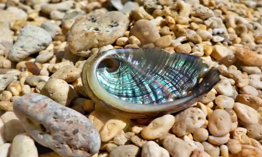 Abalone Shell