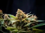 Lemon Pound Cake Strain