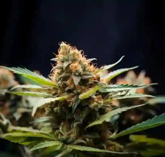 Lemon Pound Cake Strain