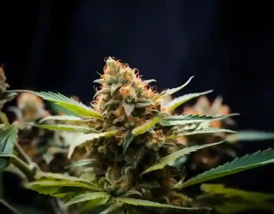 Lemon Pound Cake Strain