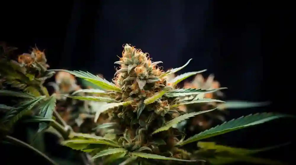 Lemon Pound Cake Strain